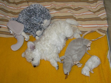 38. den: Vážím 1300 g a už jsem přerostl i potkana.